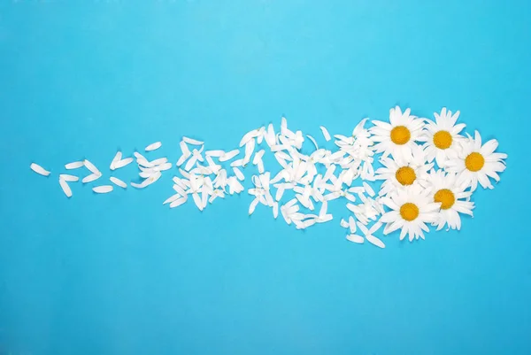 Kwiaty i kompozycja płatek. Rumianek na niebieskim tle. — Zdjęcie stockowe