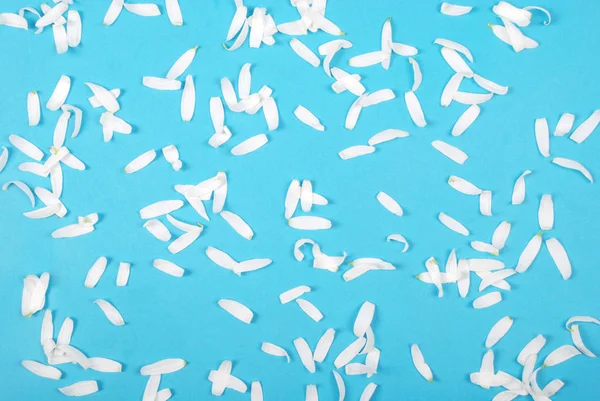 Flowers and petal composition. Chamomile on a blue background. — Stock Photo, Image