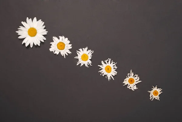 Composition fleurs camomilles sur fond de papier couleur — Photo