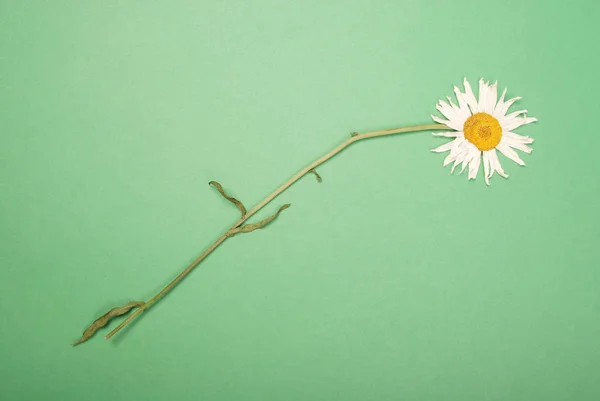 Composition fleurs camomilles sur fond de papier couleur — Photo