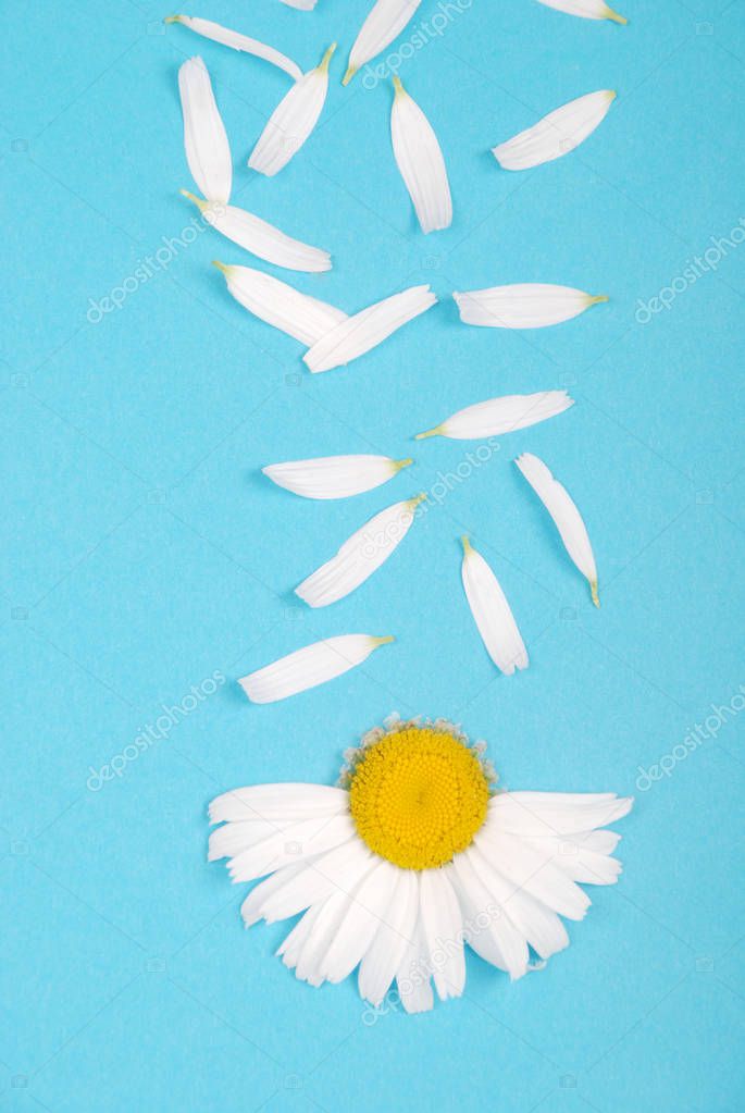 Flowers and petal composition. Chamomile on a blue background.