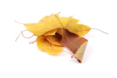 güzel renkli yaprakları