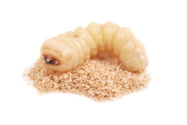 Larva Bark Beetle (Scolytinae). Bark böcekleri bacaksız larva