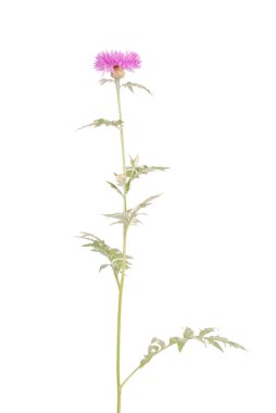 Çiçekler Centaurea Dealbata