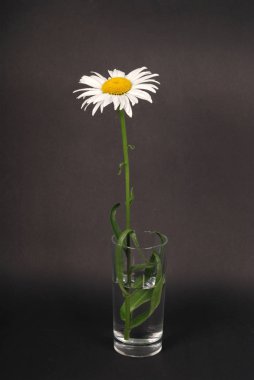 Chamomile flower isolated