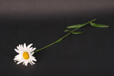 Chamomile flower isolated