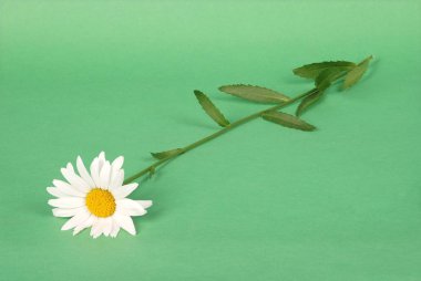 Chamomile flower isolated