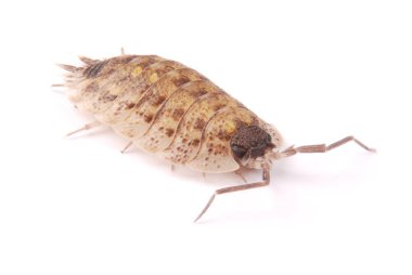 İzole tespih (Porcellio scaber)