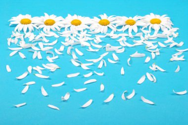 Chamomile flower isolated