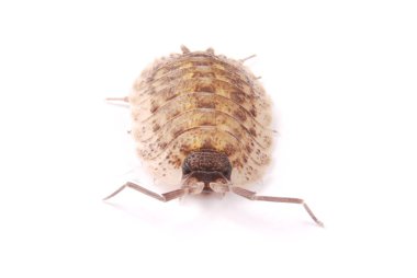  İzole tespih (Porcellio scaber)