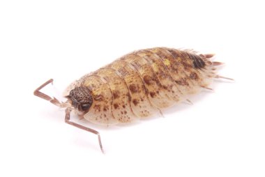  İzole tespih (Porcellio scaber)
