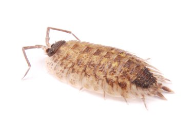  İzole tespih (Porcellio scaber)