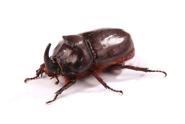 Rhinoceros beetle (Oryctes nasicornis) — Stock Photo, Image