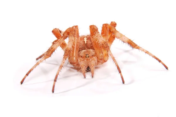 Ženské pavouk křižák — Stock fotografie