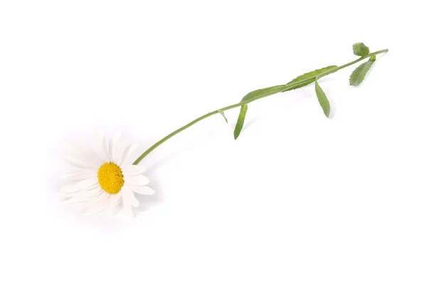 Chamomile flower beautiful and delicate — Stock Photo, Image