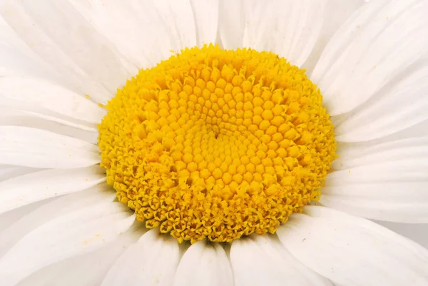 Zbliżenie z rumianku kwiat — Zdjęcie stockowe
