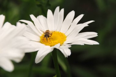 Papatyalar çiçeklenme. Oxeye Daisy, leucanthemum vulgare, papatyalar.