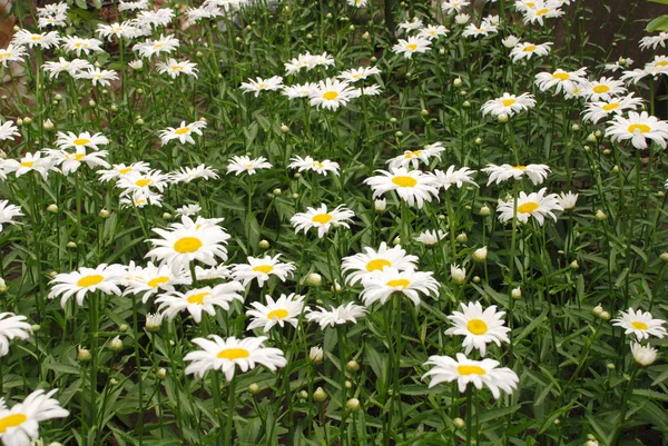 Virágzó margarémák. Oxeye Daisy, Leucanthemum vulgare, százszorszépek. — Stock Fotó