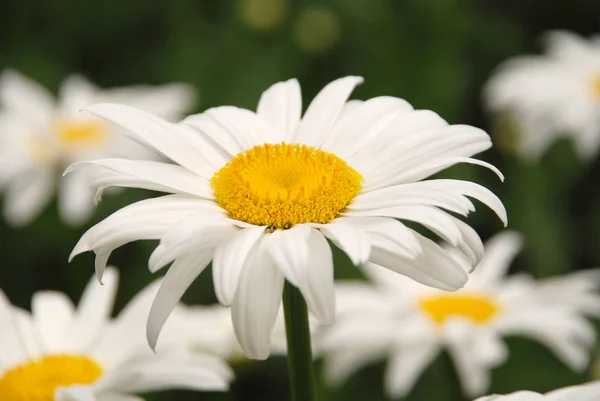 Virágzó margarémák. Oxeye Daisy, Leucanthemum vulgare, százszorszépek. — Stock Fotó