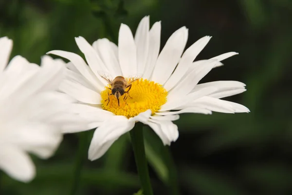 Ανθοφορία των μαργαρίτες. Μαργαρίτα Oxeye, μαργαρίτες. — Φωτογραφία Αρχείου