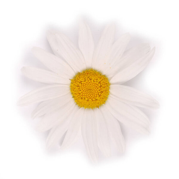 One white chamomile flower isolated on white background.