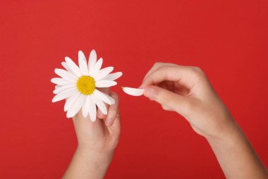 veya bir papatya yaprakları koparma beni sevmiyor seviyor.