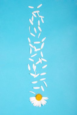 Çiçekler ve Petal kompozisyon. Mavi arka planda papatya.