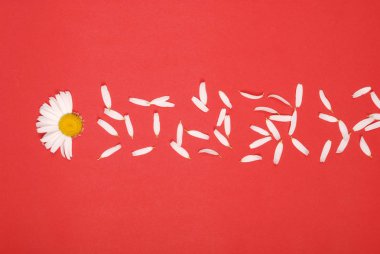 Çiçekler ve taç yaprağı kompozisyonu. Kırmızı arka planda papatya.