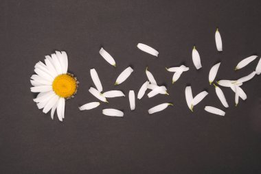 Çiçekler ve Petal kompozisyon. Siyah arka planda papatya.