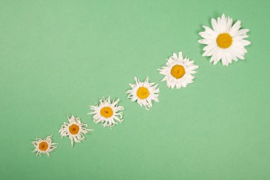 Kompozisyon papatya renk Kağıt arka planda çiçekler