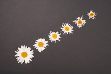 Kompozisyon papatya renk Kağıt arka planda çiçekler