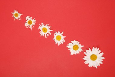 Kompozisyon papatya renk Kağıt arka planda çiçekler