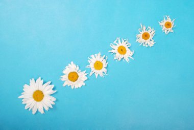 Kompozisyon papatya renk Kağıt arka planda çiçekler