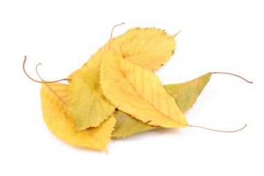 güzel renkli yaprakları