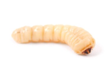 Larva Bark Beetle (Scolytinae). Bark böcekleri bacaksız larva
