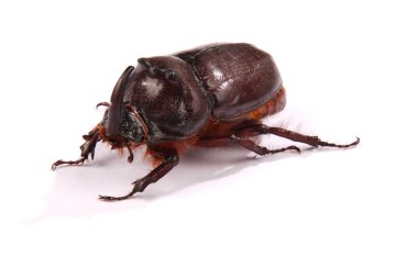 Gergedan böceği (Oryctes nasicornis)