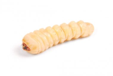 Larva Bark Beetle (Scolytinae). Bark böcekleri bacaksız larva