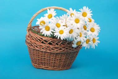 Papatya çiçeği güzel ve narin