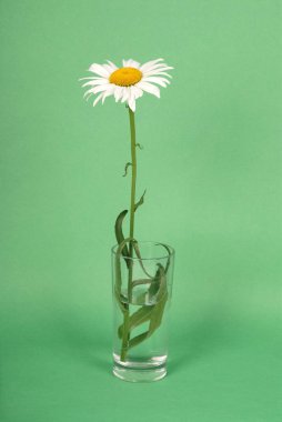 Chamomile flower isolated