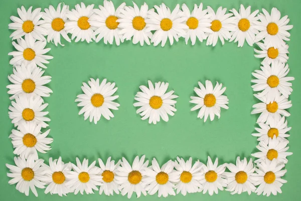 Moldura de camomila com espaço para texto, cartão postal floral à base de plantas — Fotografia de Stock