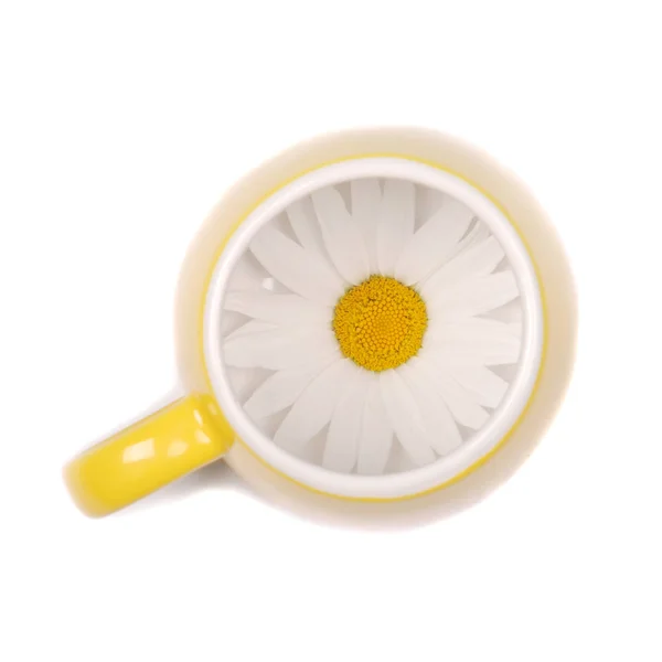 Taza de té amarillo vacía con flores de manzanilla — Foto de Stock