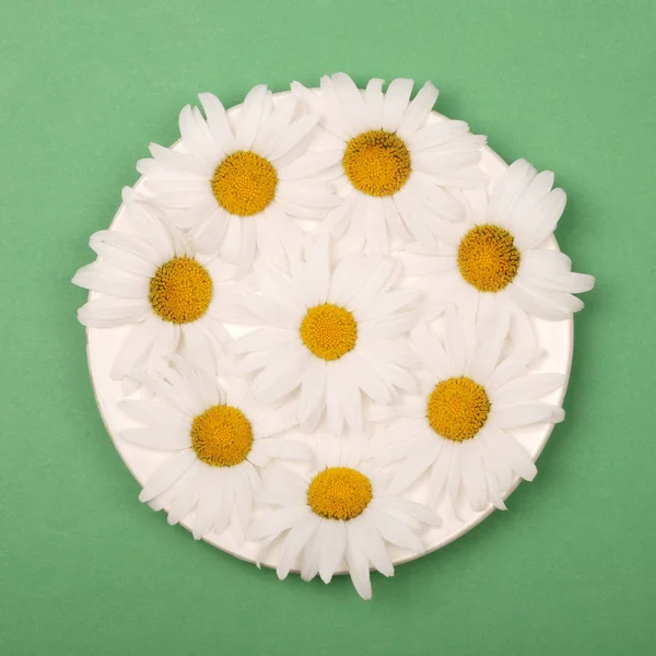 White saucer with chamomile flowers — Stock Photo, Image