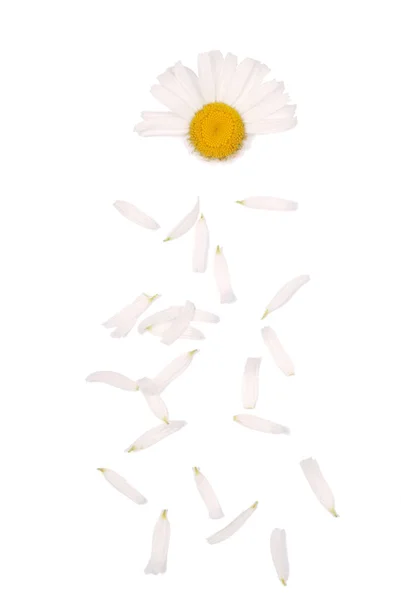 Flowers and petal composition. Chamomile on a white background. — Stock Photo, Image