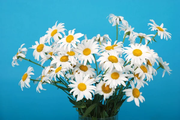 Flor de camomila isolada — Fotografia de Stock