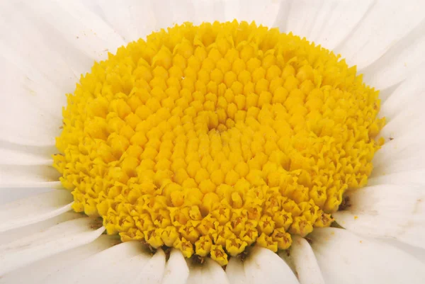 Flor de camomila — Fotografia de Stock