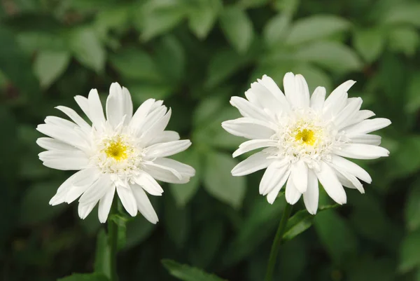 Virágzó margarémák. Oxeye Daisy, Leucanthemum vulgare, százszorszépek. — Stock Fotó