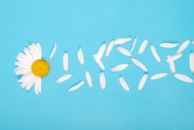 Çiçekler ve Petal kompozisyon. Mavi arka planda papatya.