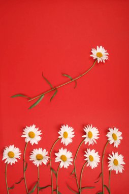 Kompozisyon papatya renk Kağıt arka planda çiçekler