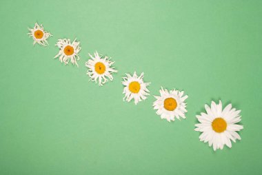 Kompozisyon papatya renk Kağıt arka planda çiçekler