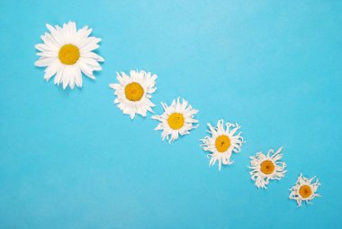 Kompozisyon papatya renk Kağıt arka planda çiçekler